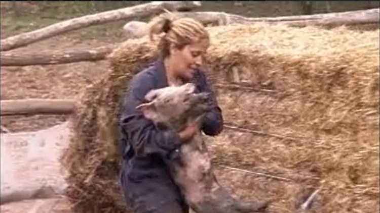 משימת החזירים