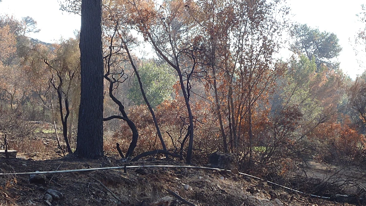 בכניסה למלון יערות הכרמל. כחודשיים לאחר השריפה הגדולה בכרמל