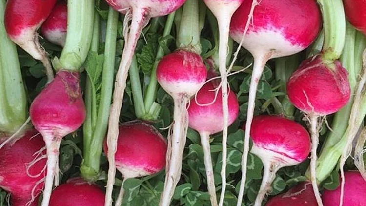 צנונים מגנים מפני סרטן