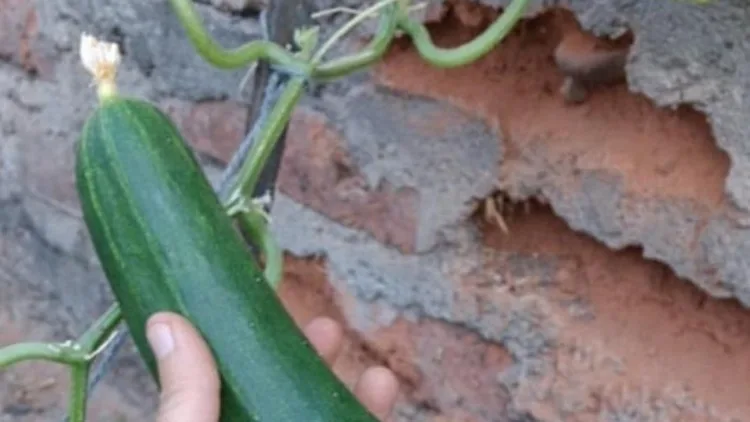 מלפפון ,אינסטגרם