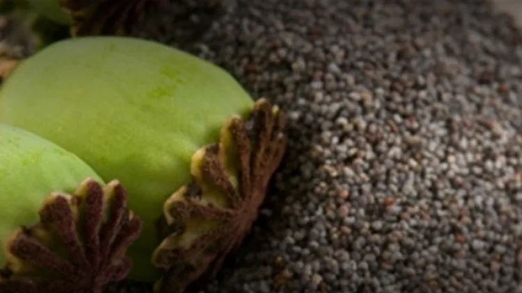 5 דברים שחייבים לדעת על פרג