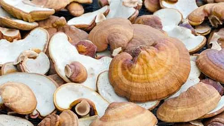 פטריות ריישי