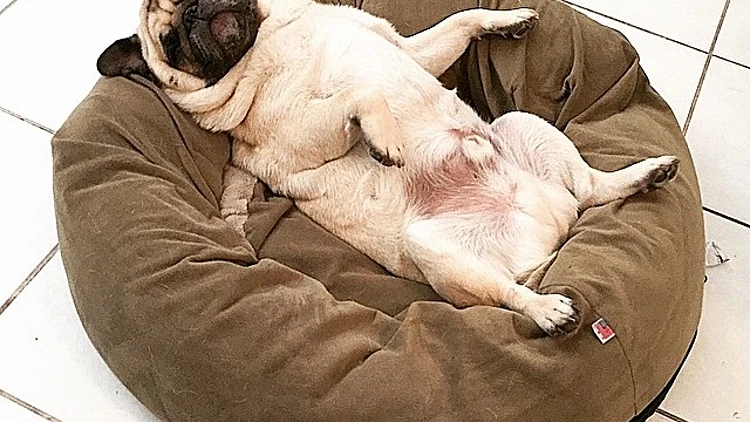 עד כמה אתם בטטות כורסא