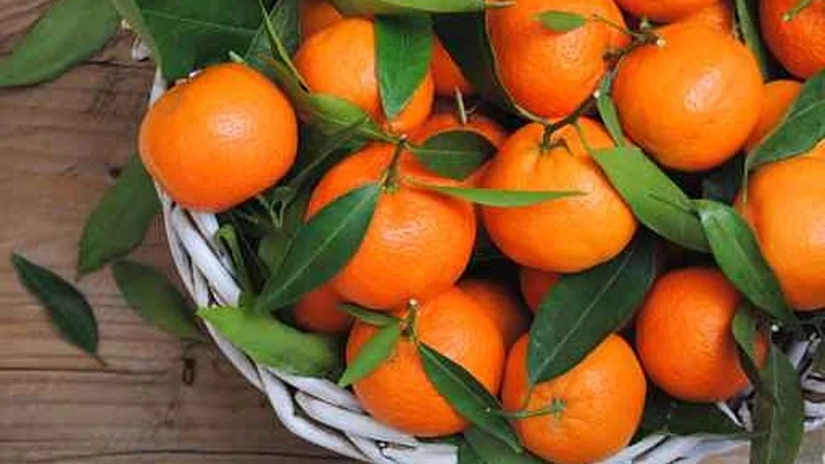 עשרה דברים שכדאי שתדעו על קלמנטינה