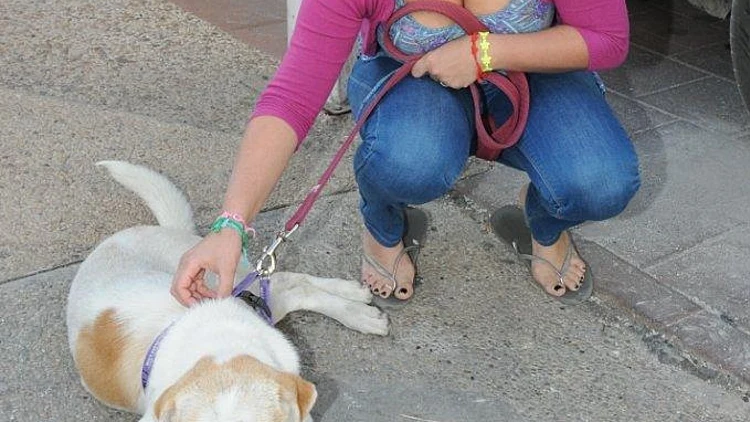 אירוע תנו לחיות לחיות