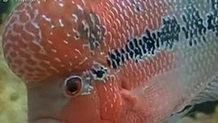 שימי הדג הועבר לטיפול רפואי