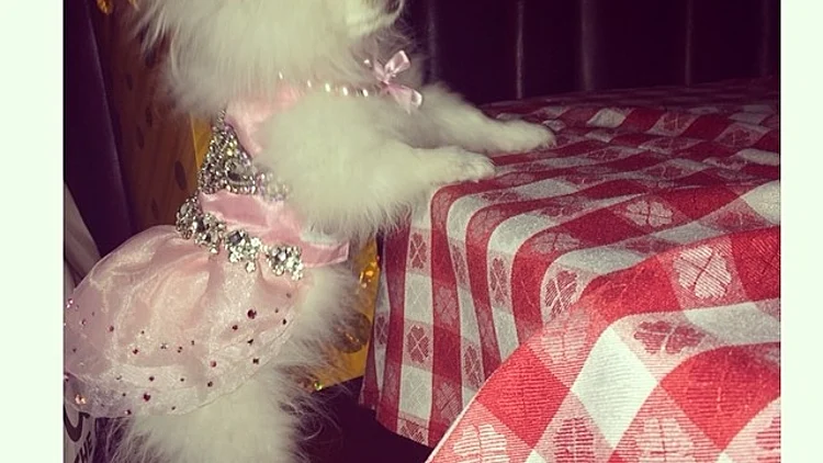 הכלבים של פריס הילטון