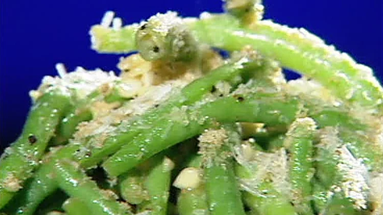 סלט שעועית ירוקה עם צנוברים ורוטב חמאת לימון