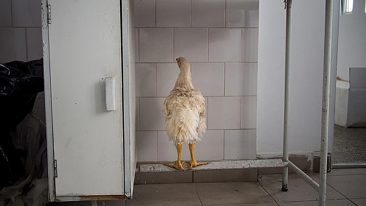 צילומים מרומניה