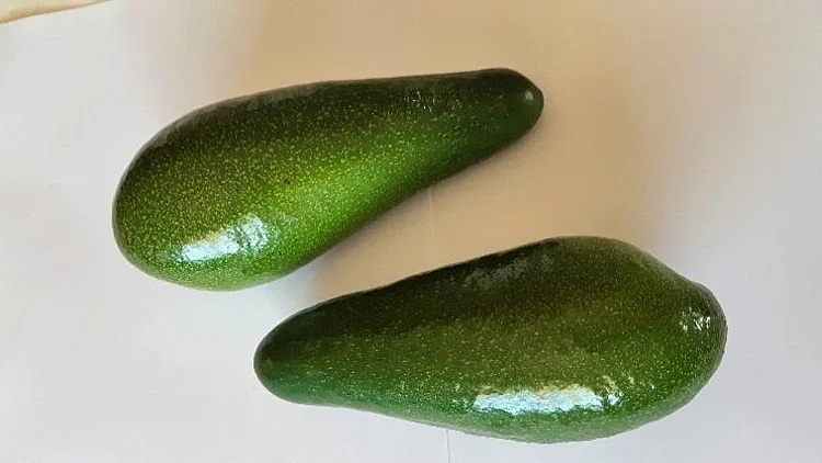 ישאר בלתי אכיל. אבוקדו בוסר מזן גליל