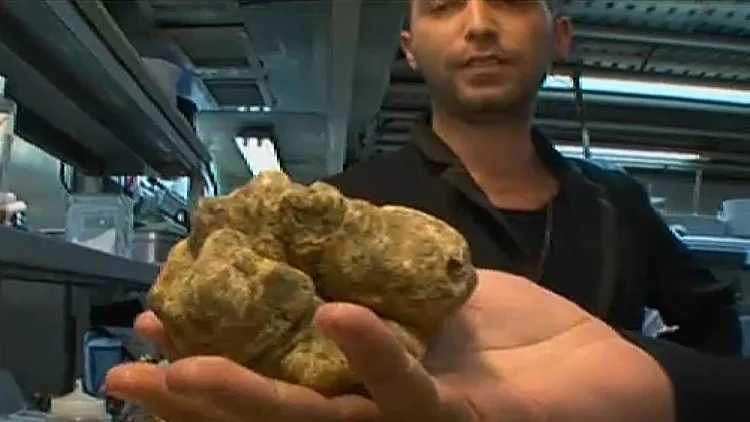 פטריית כמהין לבנה