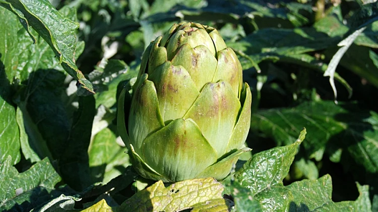 הארטישוק של נועם