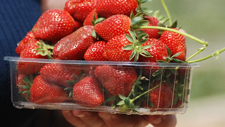 קטיף תותים במושב גאולים