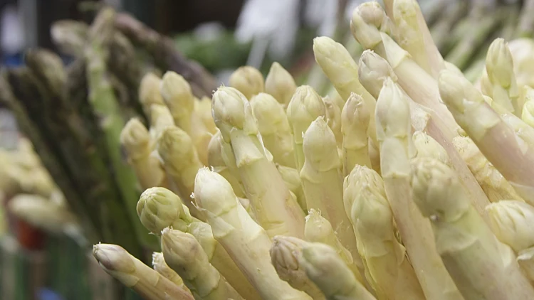 אספרגוס לבן