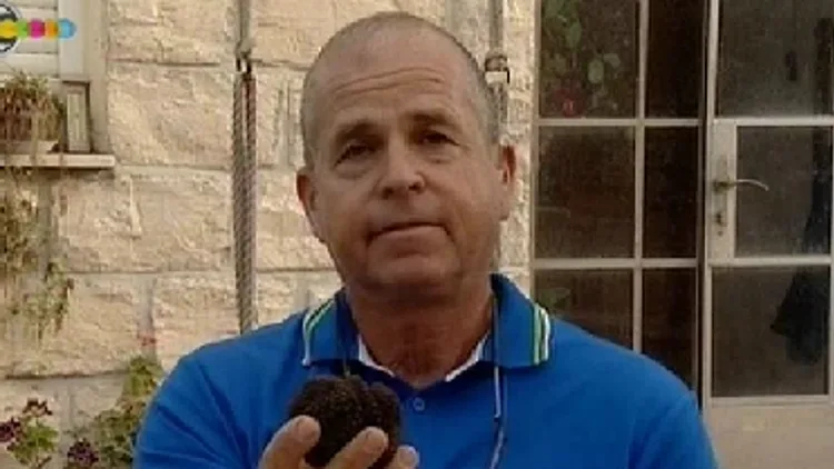 פטריות כמהין בקיבוץ ברעם בצפון הארץ