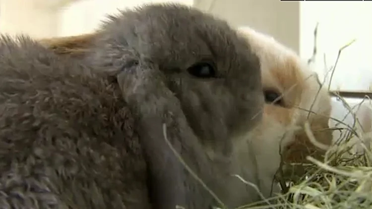 בתי קפה עם ארנבים ביפן