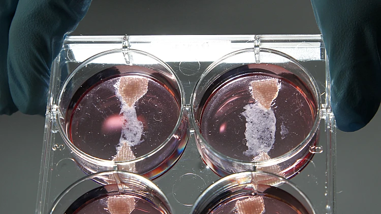 מארק פוסט מציג בשר שגודל במעבדה