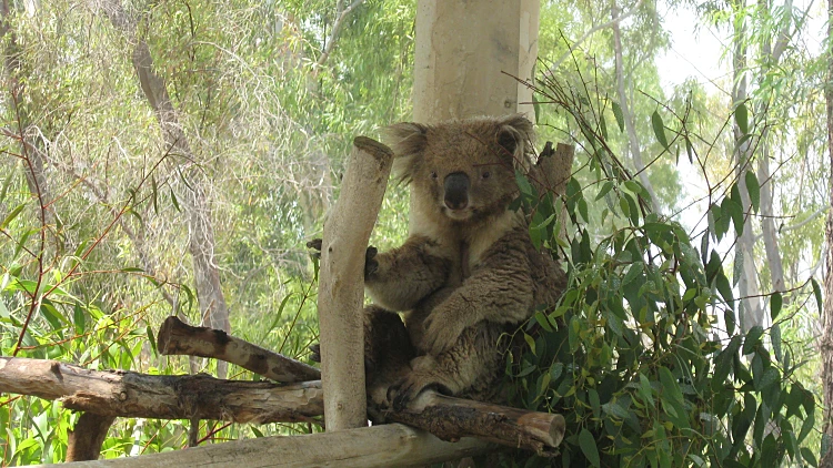 יושב על עץ ב"גן גורו"