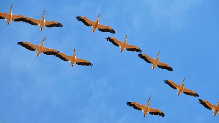 שקנאים בשמי השרון