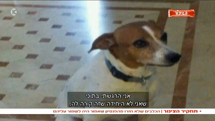 תחקיר הכלבים של הצינור