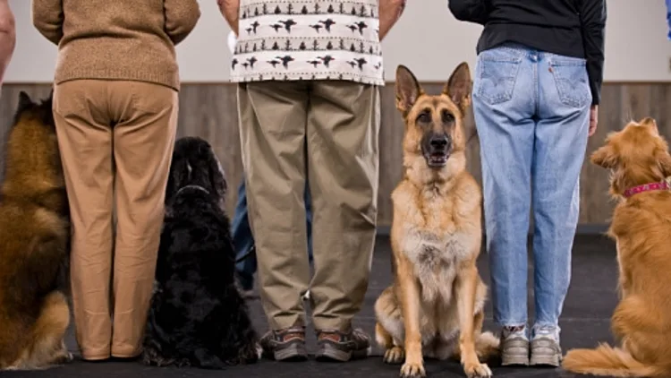 שיעור אילוף כלבים. אילוסטרציה. כלבים עומדים ליד רגלי בעליהם בשורה