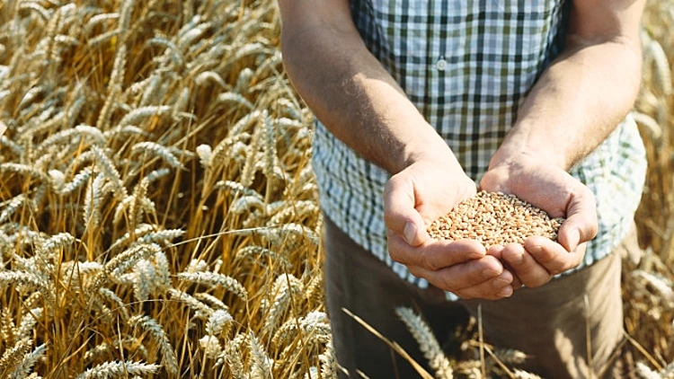 עובדים בחקלאות