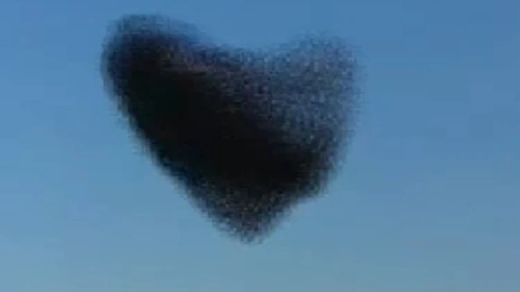 זרזירים בצורת לב