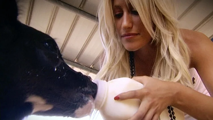 סהר מאכילה עגל, מתוך התוכנית היפה והחנון, עונה שנייה