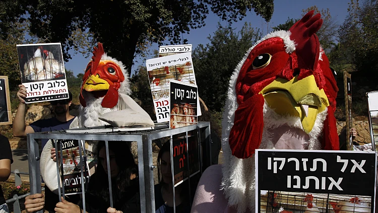 הפגנה של פעילים למען זכויות בעלי חיים נגד כלובי הסוללה בלולי תרנגולות. חלק מהמפגינים מחופשים לתרנגולות