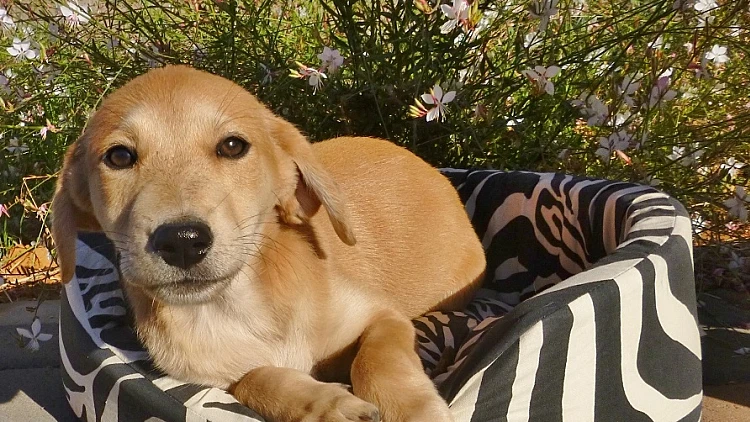 כלבים ומיטות