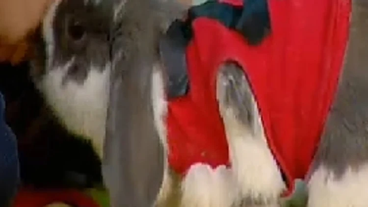 ארנב שמתנהג כמו כלב