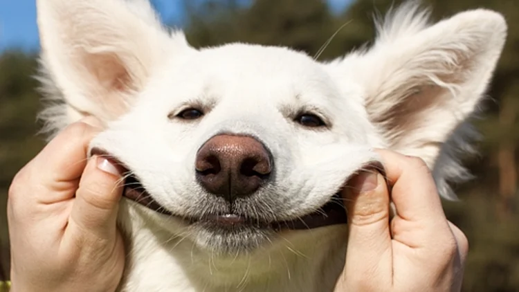 כלב איטלקי ירש 2.5 מיליון דולר