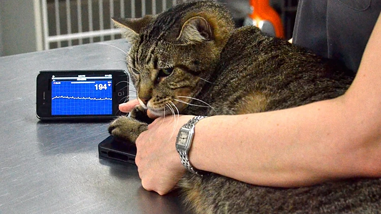 AliveECG Vet אפליקציה