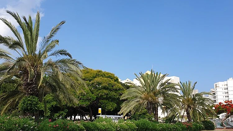 איך משפיעים עצים במרחב האורבני על פרויקטים נדלניים?