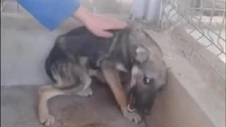 רק בשביל לקבל חיבוק: הכלב שעבר התעללות