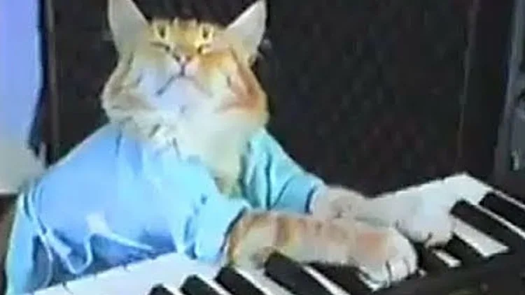 Charlie Schmidt's Keyboard Cat!