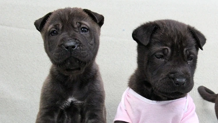 שני גורים חמודים