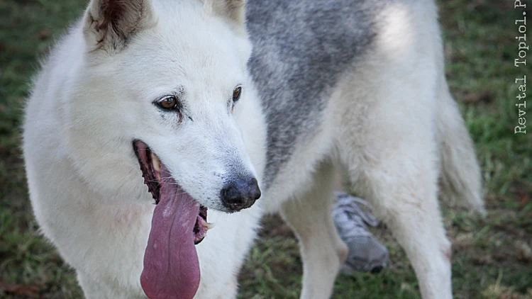 יום אימוץ כלבים בכלביה בעירונית של תל אביב