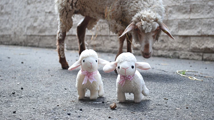 כבשה ובובות כבשים