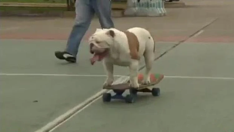 חובב כלבים וספורט, שהפך את כלבו הפרטי לגולש סקייטבורד ולכוכב יוטיוב, החל לאמן כלבים נוספים בגלישה (ערוץ WTF)