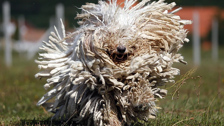 כלב שמירה הונגרי