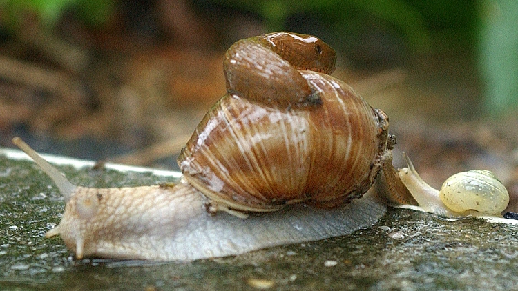 חילזון מנסה להתחמק משיטפון באוסטריה
