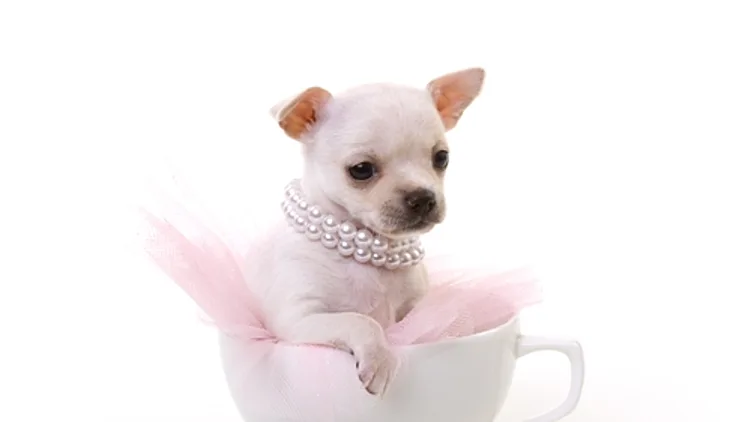 צ'יוואוה בתוך כוס תה