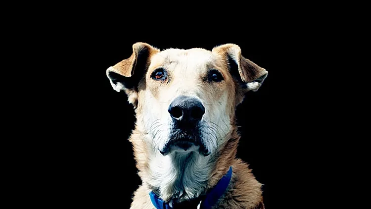 המוחים ביוון מתאבלים על מותו של גיבור המחאה המקומי – לוקניקוס הכלב