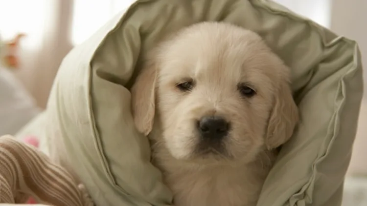 כלב בשמיכת פוך