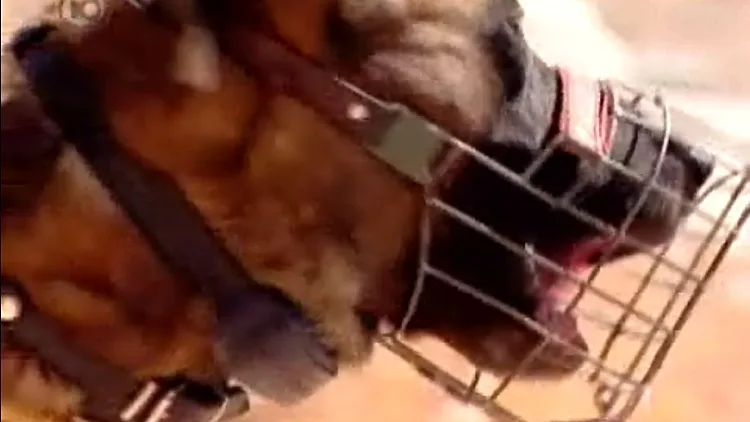 יחידת הכלבנים של צה"ל