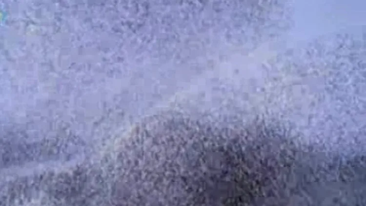 מטס ציפורים באגם באירלנד מתוך מבזק החדשות