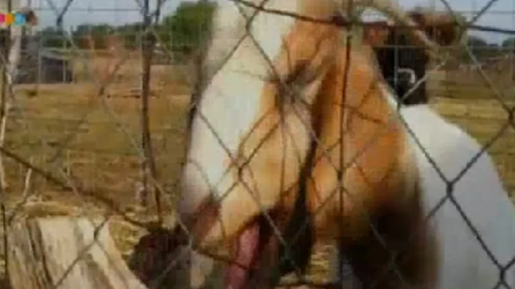 עז אילמת מהצינור