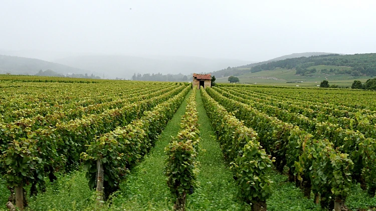 כתבה על טיול יין בבורגון בצרפת, תמונה ראשית ולהפניות