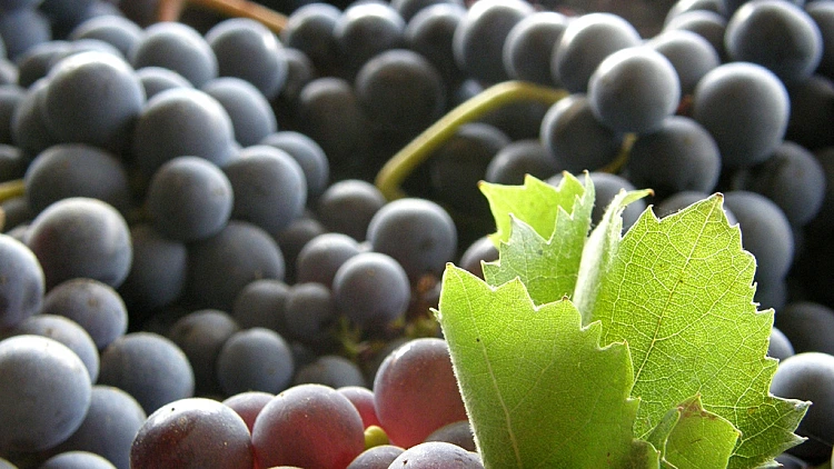 ענבי טמפרניו ראשית ולהפניות